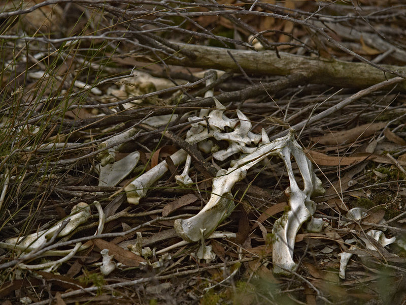 Dunn's Swamp